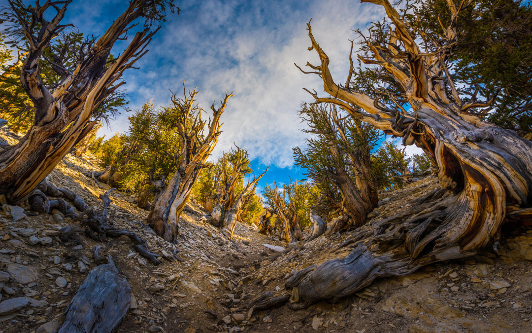 Go on a “California High Country Adventure”