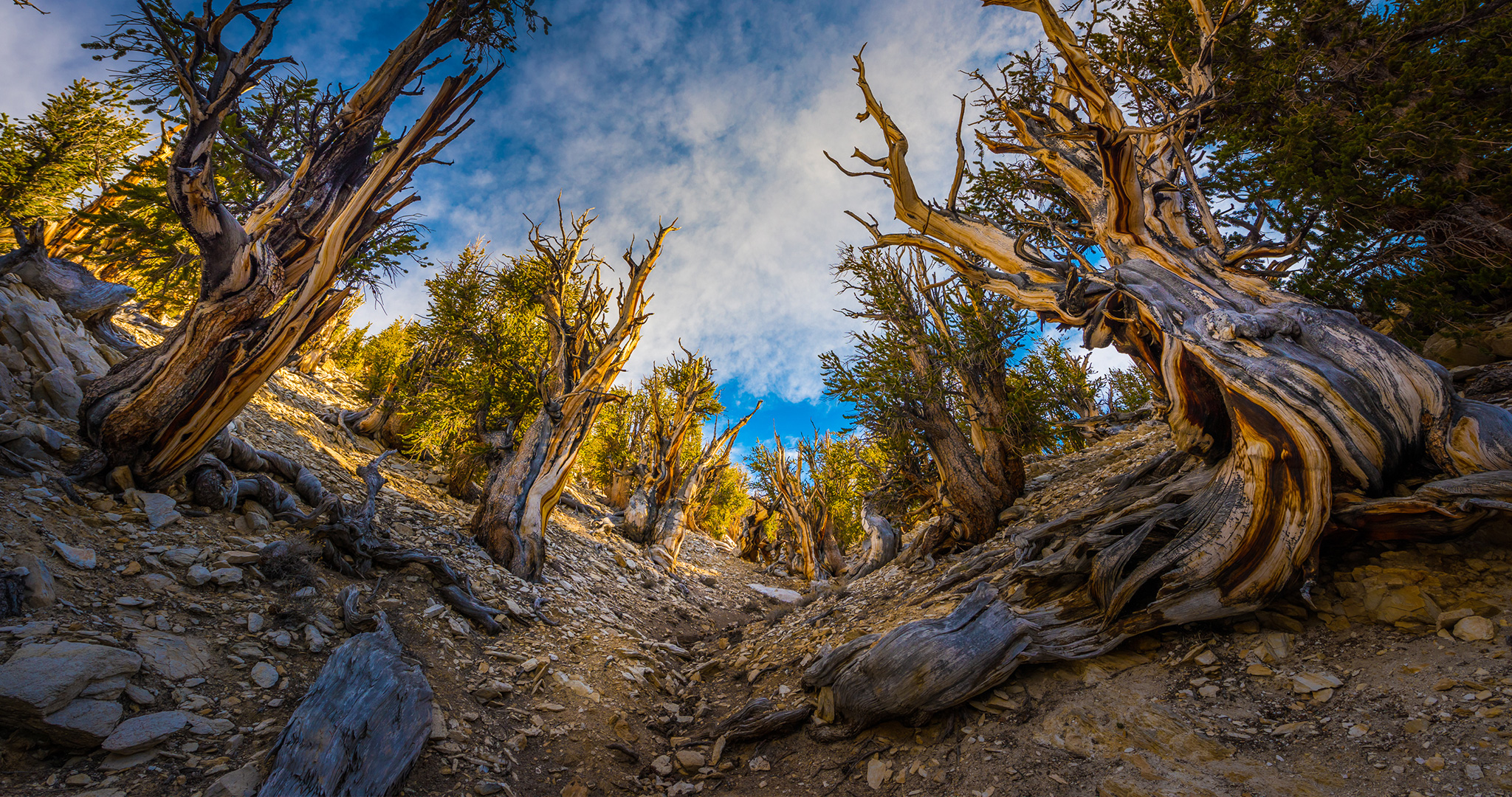 Ancient Bristlecone Pine Forest in California