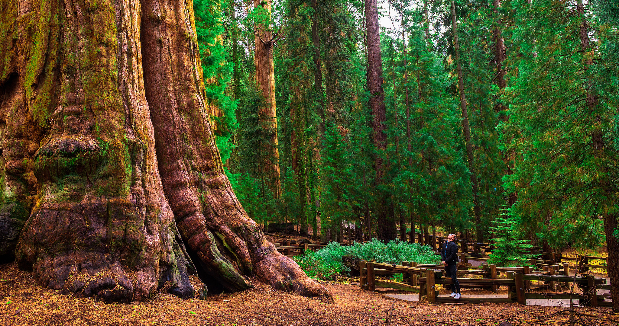Person looks up at a giant sequoia tree