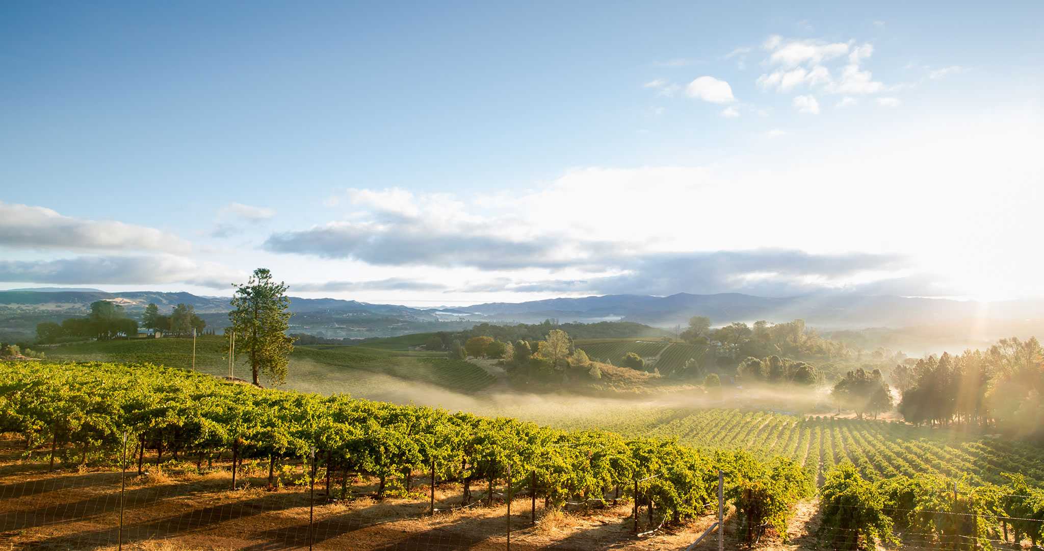 Sunrise in Sonoma, California